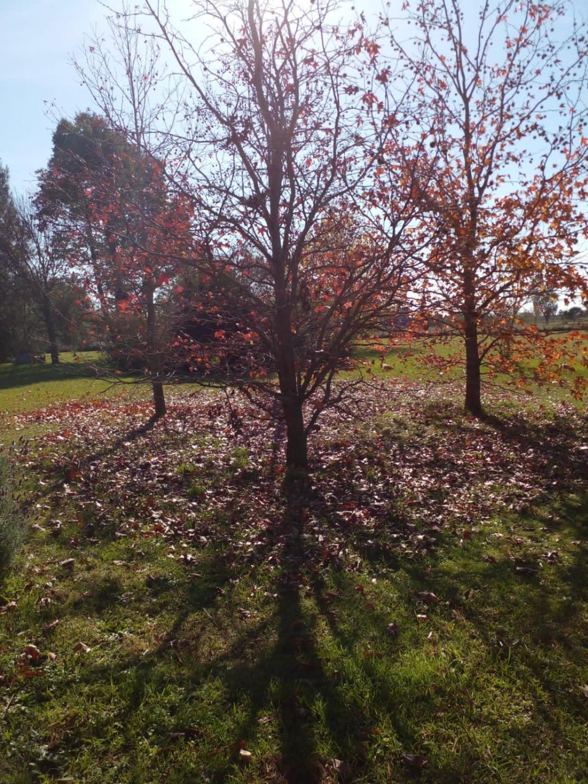 Jardin Entropico *
